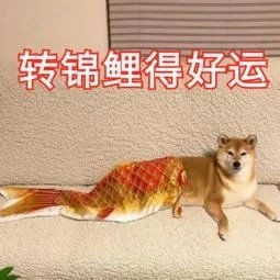 香港正版四不像生肖图软件更新时间|探索生活中的小奇迹_收藏集.5.865